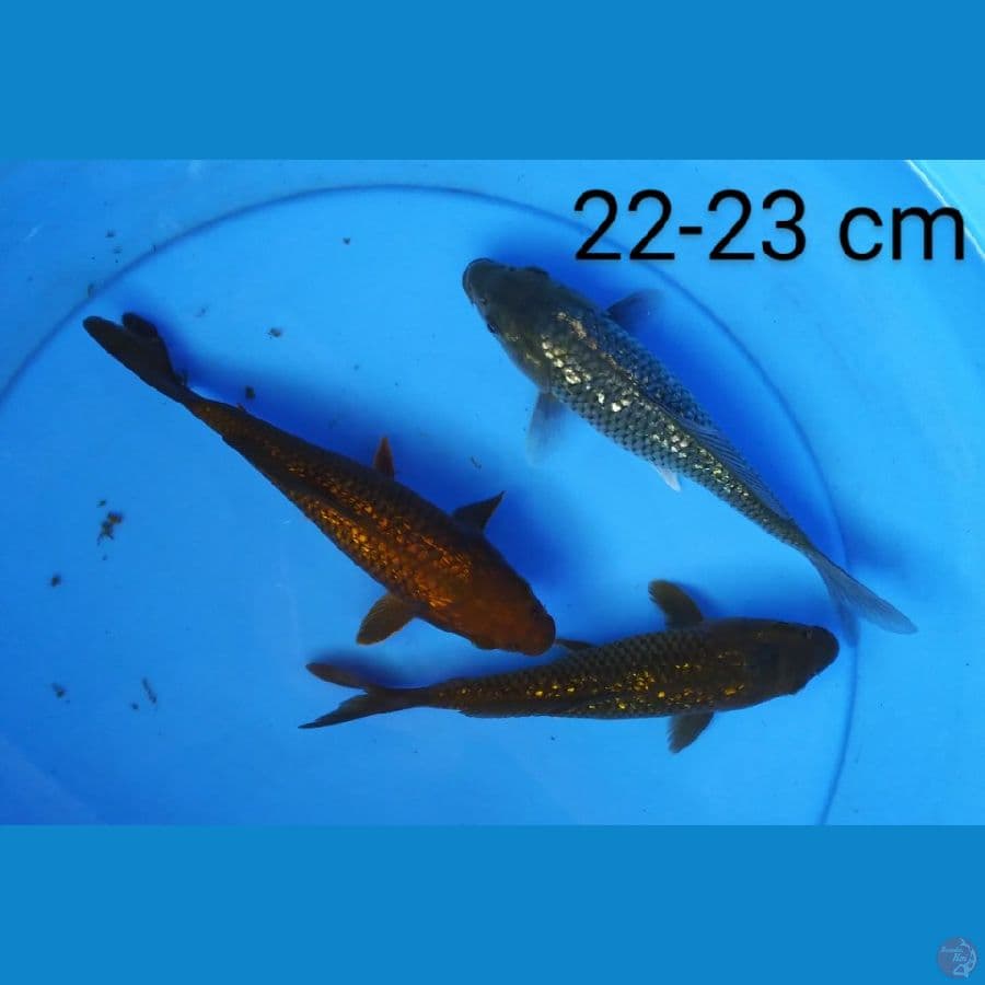 mix ginrin 22-23 cm