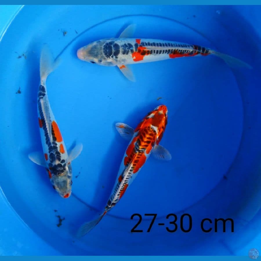 kiko strong 27-30 cm