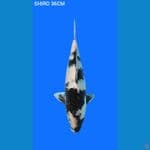 shiro 36cm