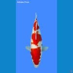 kohaku bulky 31cm