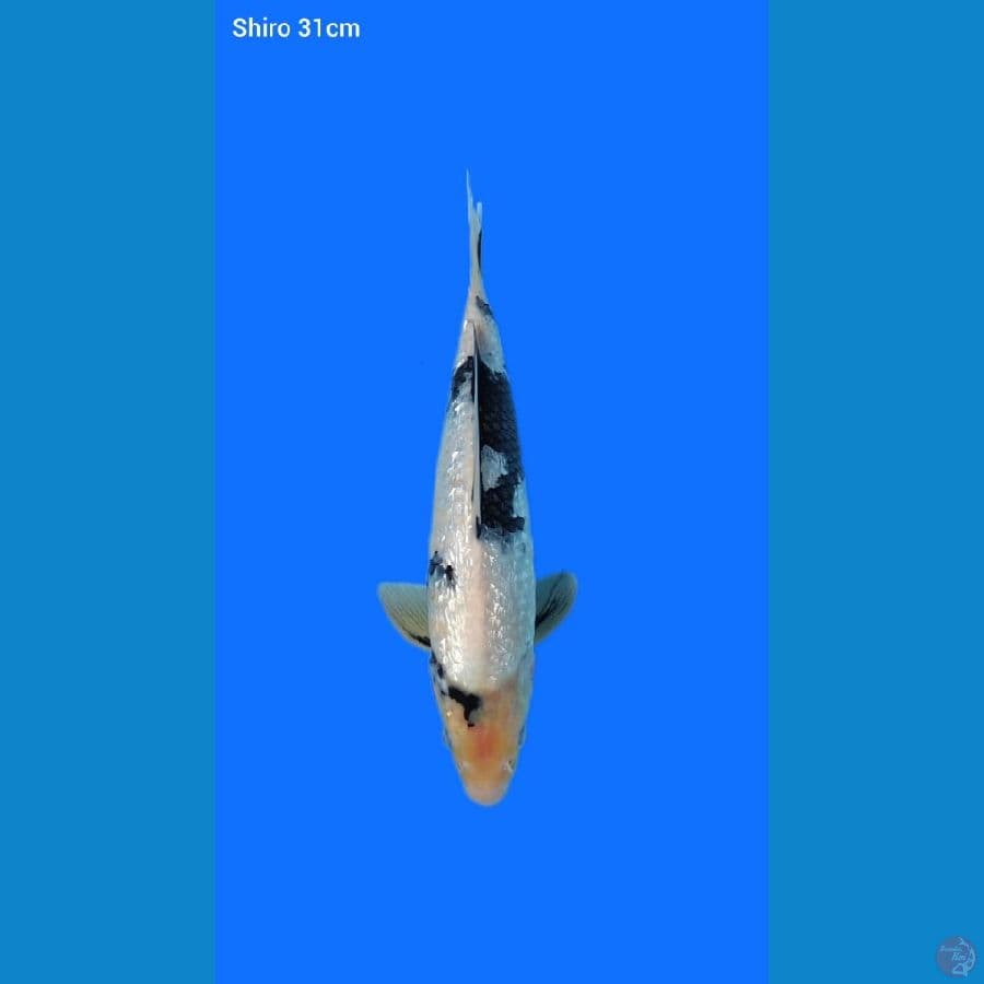 shiro 31cm