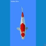 kohaku ginrin 32cm