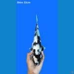 shiro 32cm