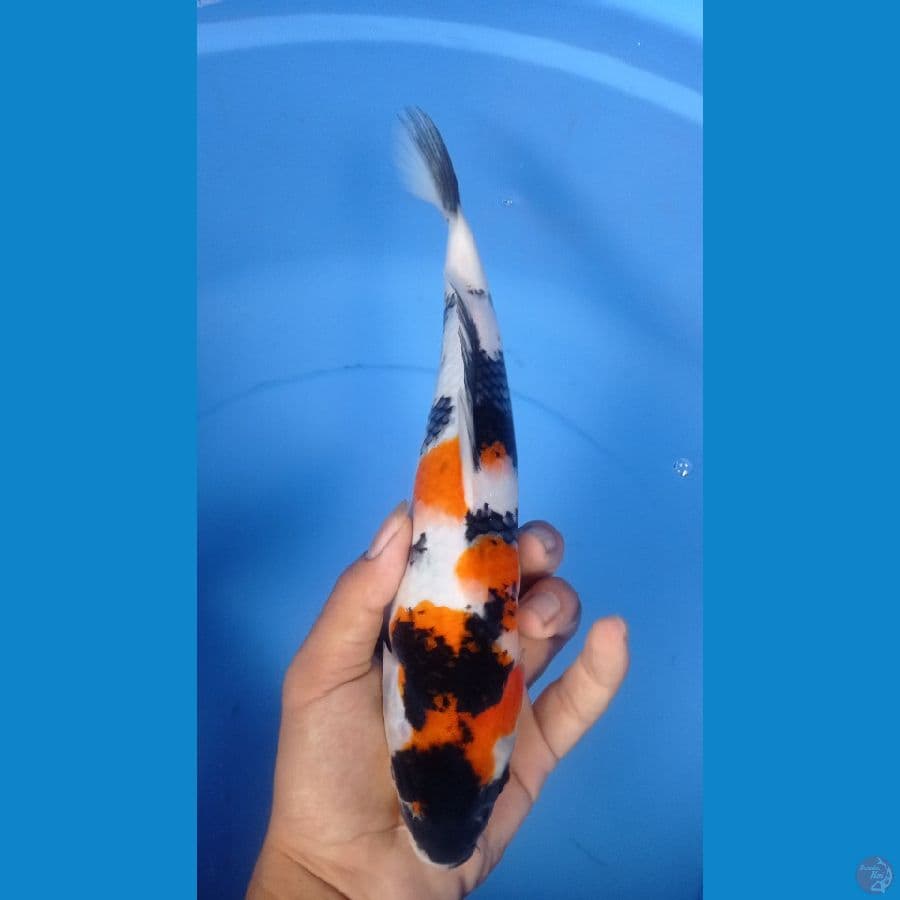 ~KINDAI SHOWA 27CM~