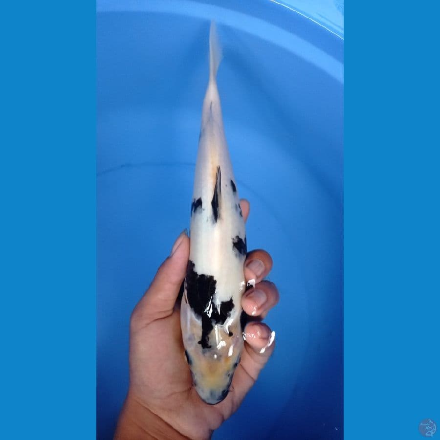 ~SHIRO 28cm~