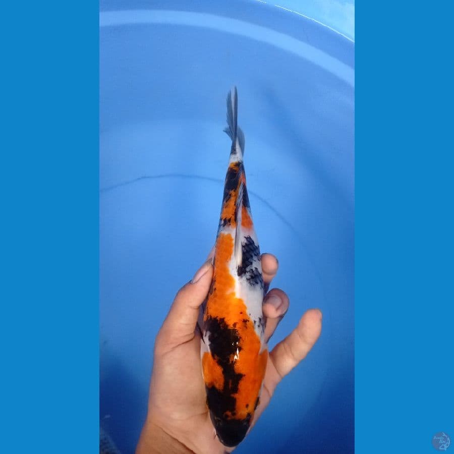 ~SHOWA 27cm~