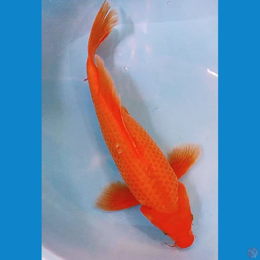 kumpay beni karashi punuk male 41 cm