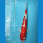 red kikhusui 