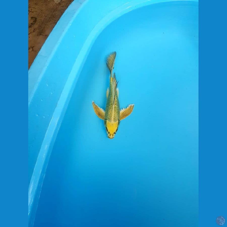 KUMPAY MUKASI GINRIN GOLDEN 30 CM