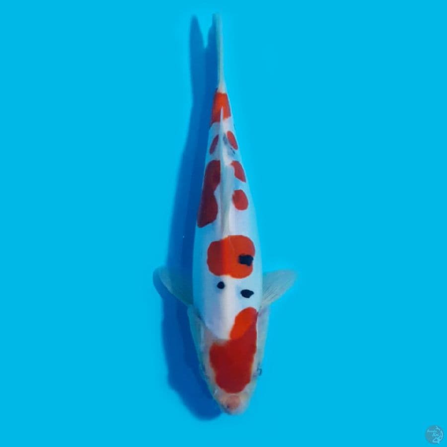 sanke doitsu 22cm