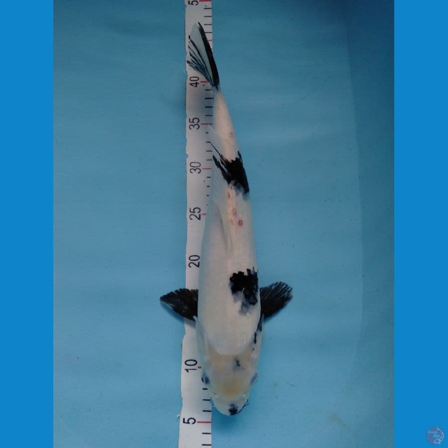 Shiro F38cm