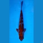 ~OCHIBA 37CM/MALE~