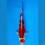~MARUTEN GOSHIKI 33CM/FEMALE~