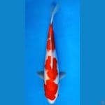 ~KOHAKU 2 STEP 38CM/FEMALE~