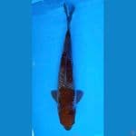 ~OCHIBA 40CM/FEMALE~