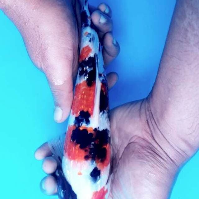 Sanke full ginrin 28cm
