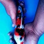 Sanke full ginrin 28cm