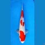 ~KOHAKU 3 STEP 40CM/FEMALE~