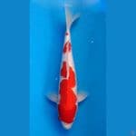 ~KOHAKU 39CM/FEMALE~