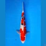 ~SANKE 30CM/MALE~
