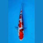 ~SANKE DOITSU 21CM/FEMALE~
