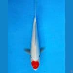 ~TANCHO KOHAKU 28CM/MALE~