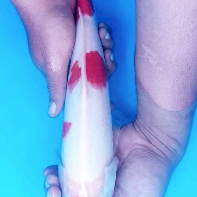 Kohaku original 35cm