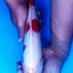 Kohaku original 35cm