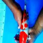 Sanke strong 32cm