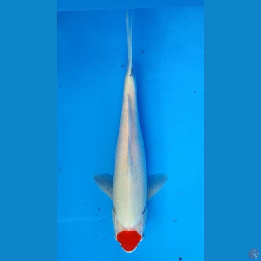 ~TANCHO SANKE TATEGOI 33CM/FEMALE~