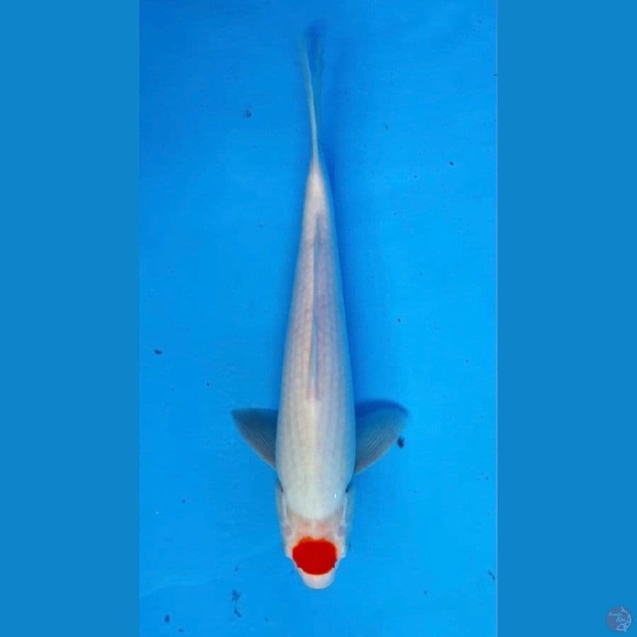 ~TANCHO KOHAKU 29CM/MALE~
