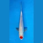 ~TANCHO KOHAKU 29CM/MALE~