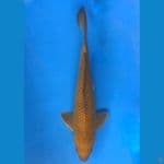 ~MIDORI 40CM/MALE~