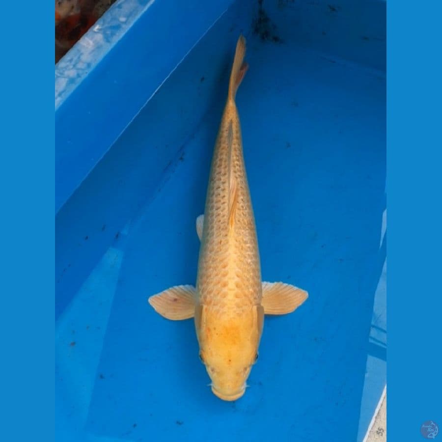 OGON 51cm