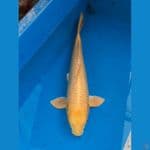 OGON 51cm