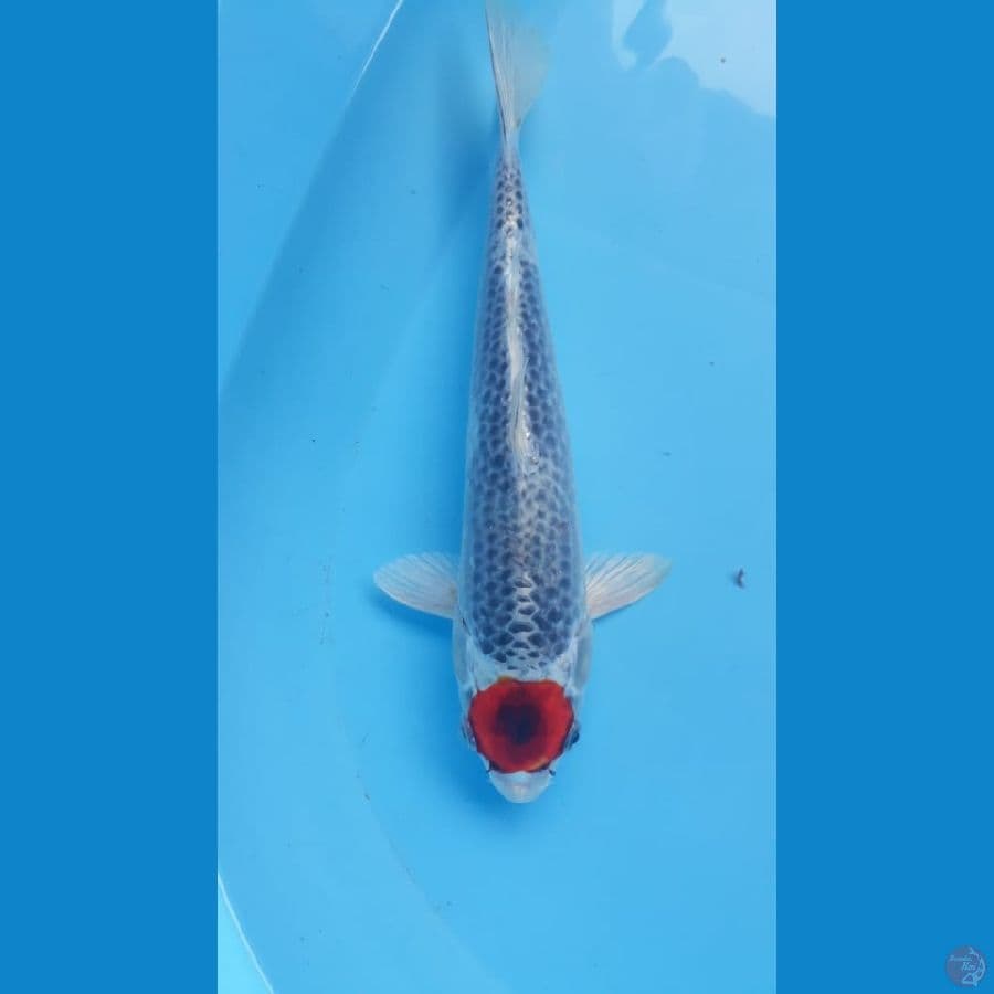 tancho kojaku male 32cm