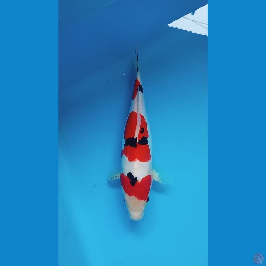 Doitsu sanke 31 cm