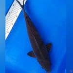 Karashu 41cm jantan