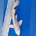 kumpay platinum F30cm