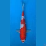 HQ doitsu kohaku 25cm