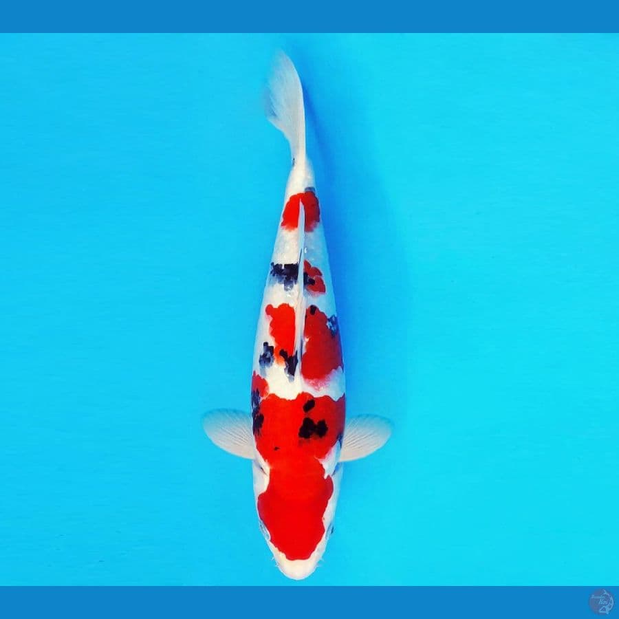 ASAHI 3 ~ SANKE 30 cm/male ™