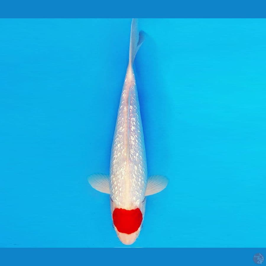 ASAHI 4 ~ TANCHO GIN RIN 26 cm/male ™