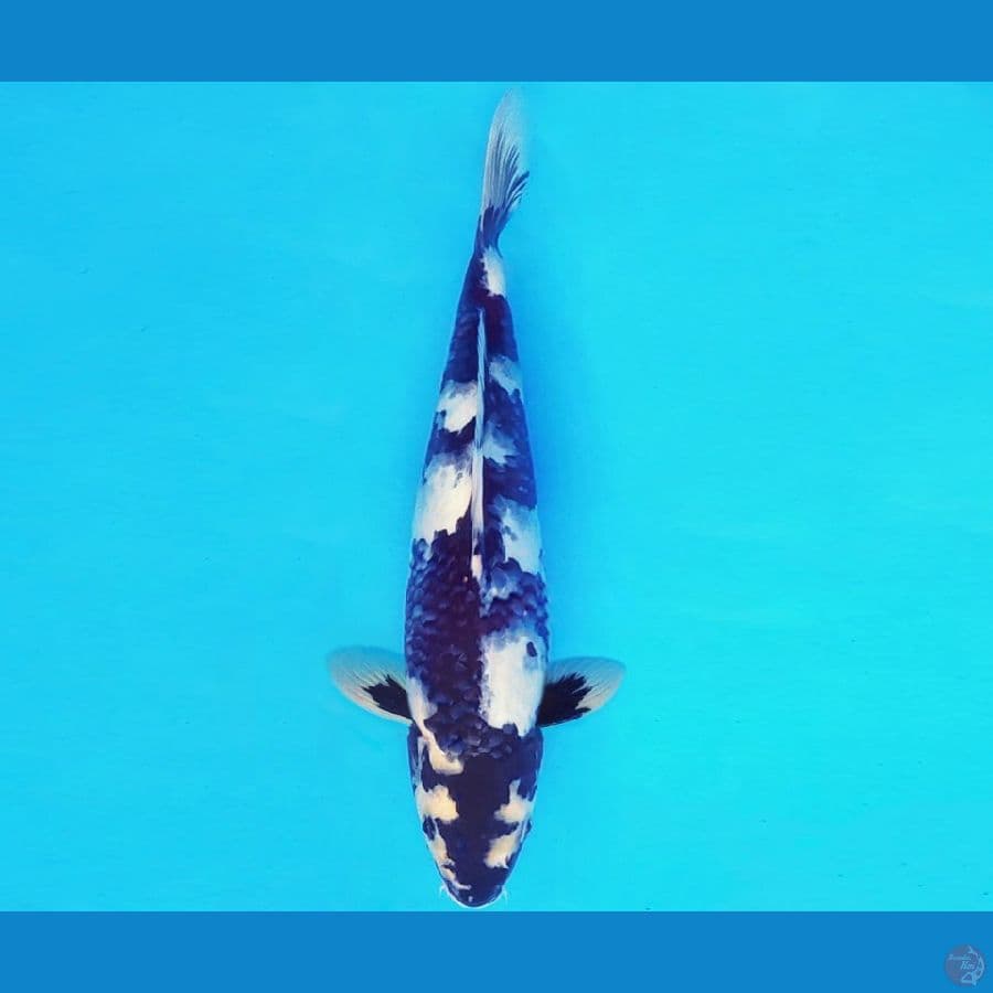 ASAHI 6 ~ SHIRO KUROI 29 cm/male ™