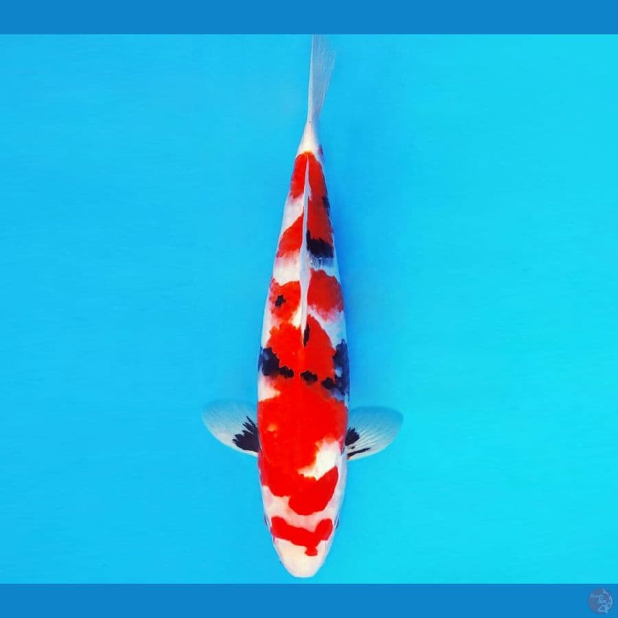 ASAHI 7 ~ SHOWA EVOLUTION 34 cm/male ™