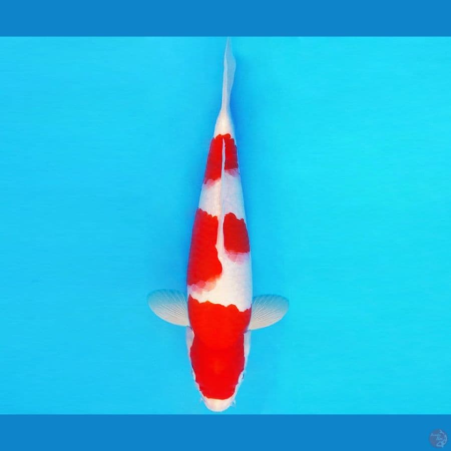 ASAHI 8 ~ KOHAKU 28 cm/male ™