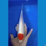 tancho 31 cm