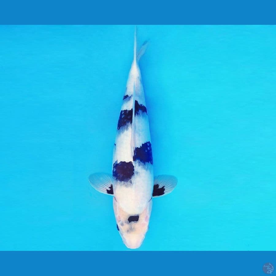 ASAHI 9 ~ SHIRO NEKKO 30 cm/fm ™