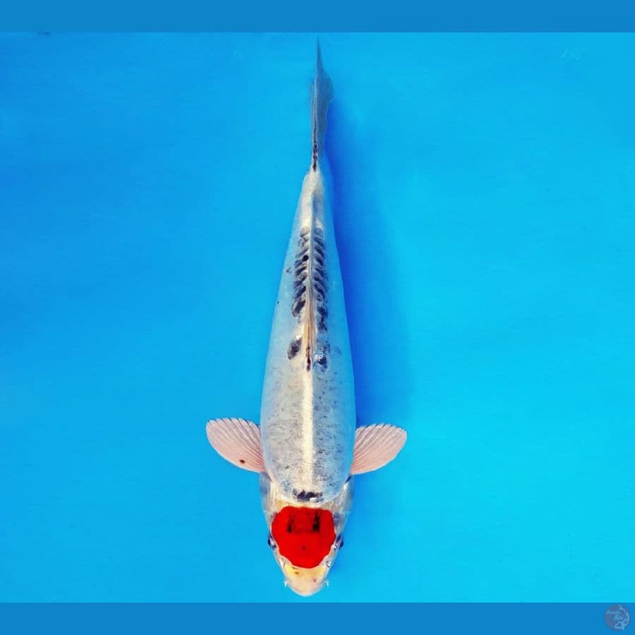 ASAHI 10 ~ TANCHO KIKOKURYU 35 cm/fm ™