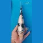 shiro utsuri bahan keep 32cm