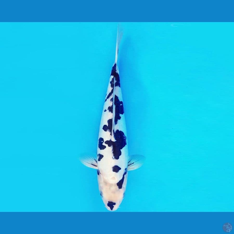 ASAHI 11 ~ SHIRO DOITSU 30 cm/male ™